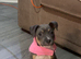Blue Staffordshire bull terrier