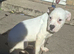 American bulldog