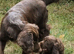 Stunning F1B Chocolate Male Sprocker Puppy – Champion Working Lines, Fully Vaccinated & Ready Now