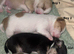 Chihuahua puppies for sale