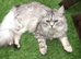 Reduced Price Siberian Forest Cat x Calico