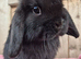 Mini lop buck.