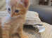 Beautiful kittens