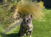 Male French Bulldog