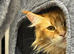 Tica registered Mainecoon kittens