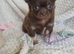 Chocolate Long-Haired Chihuahua Puppies – Ready Now