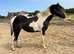 14.2h 4yr old mare