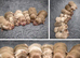 KC Registered Miniature Dachshund puppies