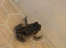 Baby Cane Toads