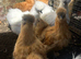 Silkie hens