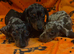 Dachshund puppies
