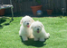 Purebred Maltese Puppies Female 3 Months Old
