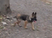 Gorgeous German Shepherd puppies (only 1 female now available)