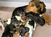 Jack russell puppies