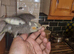 Hand rear cockatiel