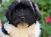 Exquisite litter of Havanese Puppies