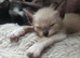 Stunning litter of six girls and one girl ready to reserve!!