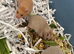 Syrian hamster baby males and females