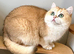 Nakita, Golden Copper, British Shorthair