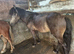 Non gelded dartmoar pony