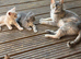 British shorthair kittens