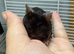 Really friendly male black fancy mouse with full set up
