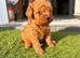 Toy poodle puppies 1 girl 2 boys