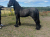 Unregistered fell colt