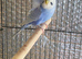 Beautiful pair of helicopter budgies
