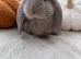 Special French Lop Baby Rabbits - Moorside Lops