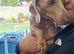 STEFAN A beautiful Dachshund boy with a loving heart, looking for a family to call his own