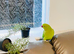 Stunning young Indian ringnick parrot