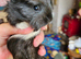 Baby coronet guineapig