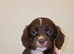 MERLE & CHOCOLATE COCKER SPANIELS
