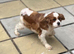 Cavalier King Charles girl for sale