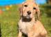 Gorgeous Cocker Spaniel puppy