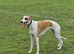 Beautiful whippet puppies for sale
