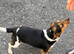 Jackrussel pups