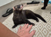 6 month old male ferrets