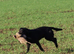 One Labrador girl