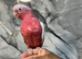 Ready Now Baby Handreared Super Tame Cuddly Lutino Galah Cockatoo Parrot,23