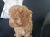 Beautiful Cavapoo boy 10 weeks old