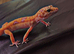 2 leopard geckos and tank