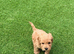 F2b Male Cockapoo Puppy
