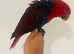 Hand reared eclectus for sale