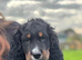 2 lovely male cocker spaniels