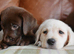 Beautiful Health Tested Labrador Puppies