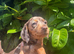 Dapple dachshunds