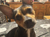 Stunning French x jack x daxi pups