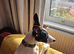A new home for Suki - 7 month lurcher
